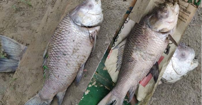 ১২ ঘণ্টা না পেরুতেই হালদায় আবারও মিললো মৃত কাতলা