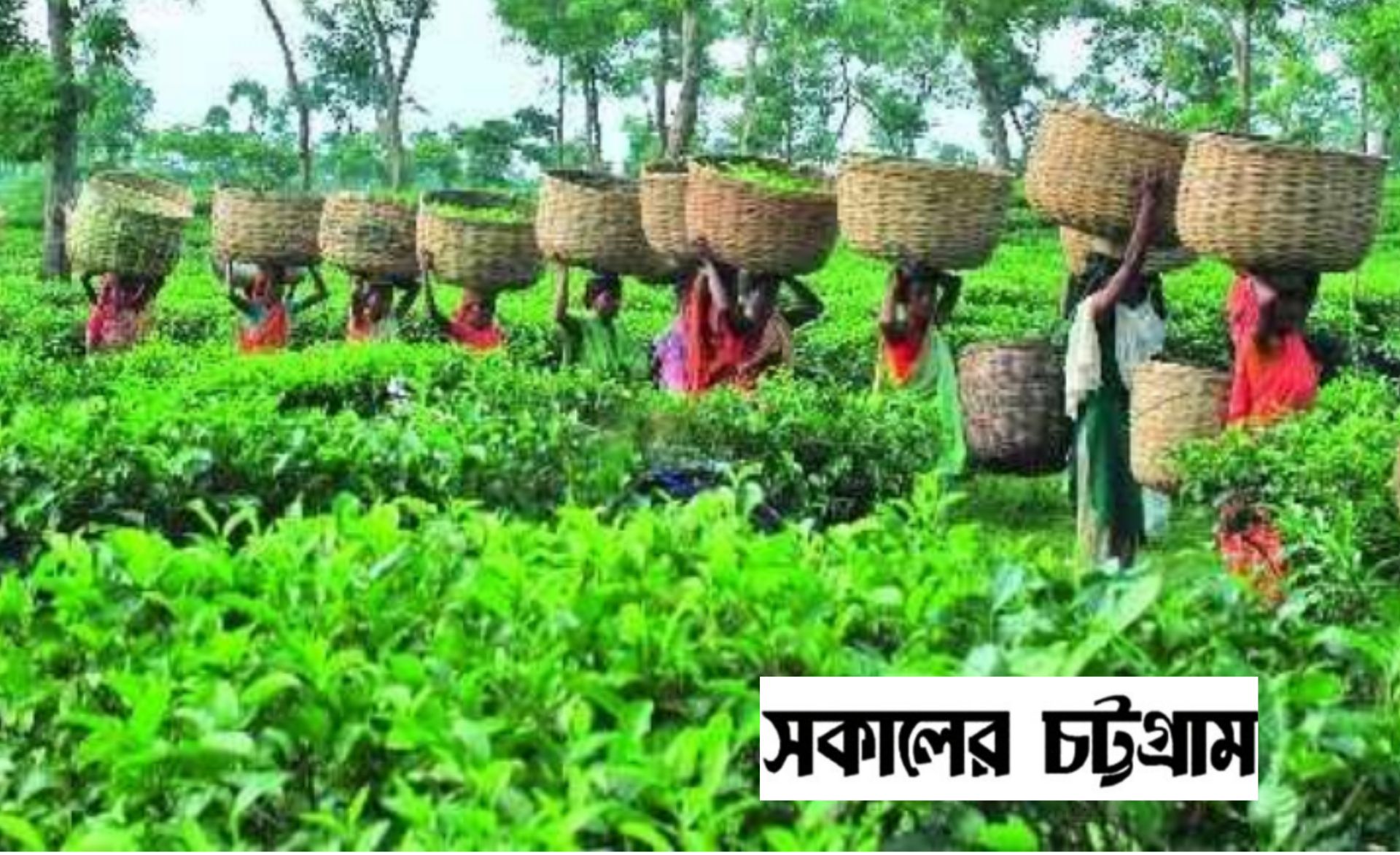 প্রধানমন্ত্রীর হস্তক্ষেপে চা শ্রমিকদের দৈনিক মজুরি ১৭০ টাকা
