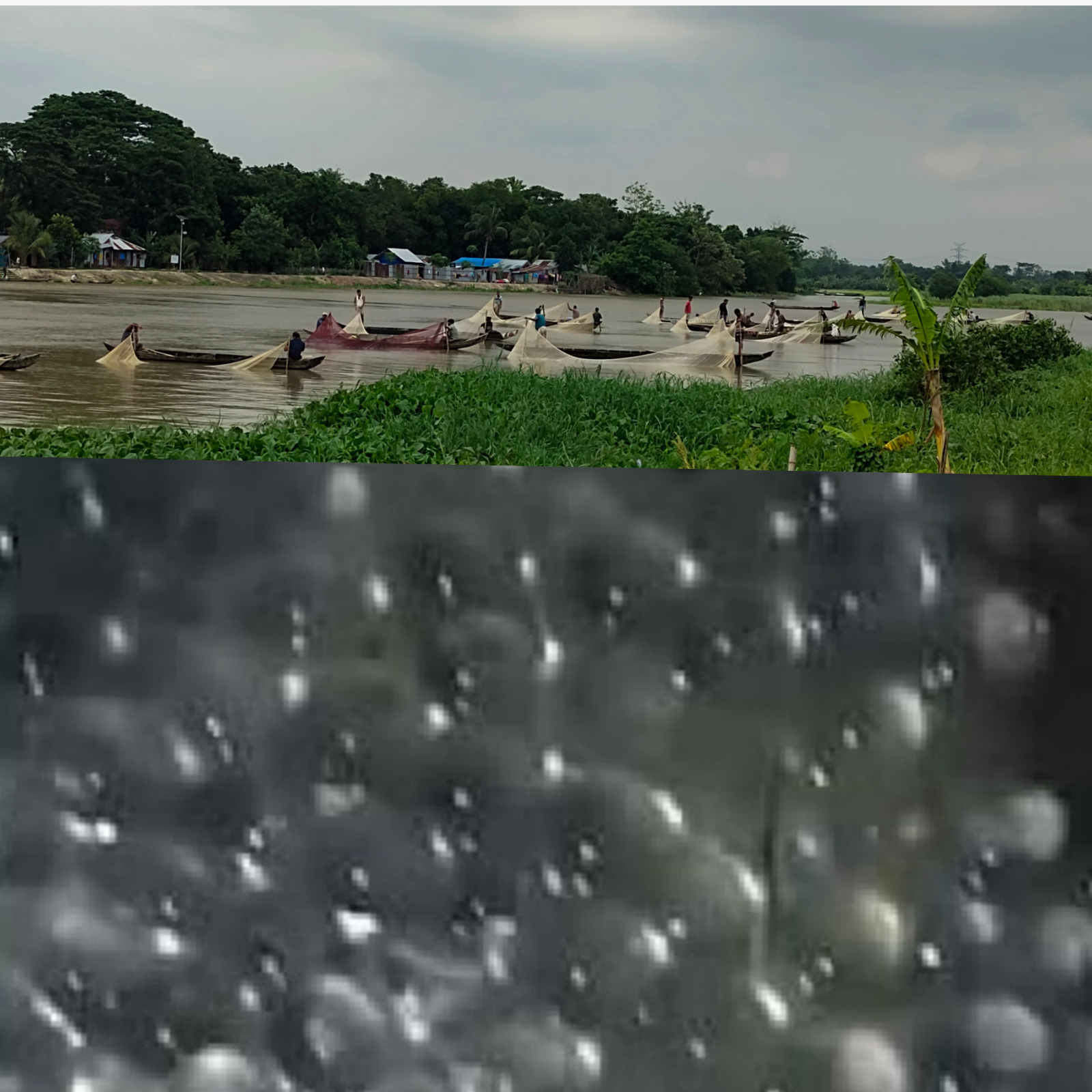 দীর্ঘ প্রতীক্ষার পর হালদা নদীতে মা মাছ নমুনা ডিম ছেড়েছে