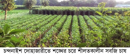 চন্দনাইশে শীতকালীন সবজি চাষাবাদ পুরোদমে শুরু
