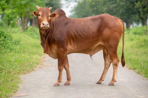 চন্দনাইশে গরু চুরিতে বাধা দিলে গুলিবর্ষণে আহত- ৫