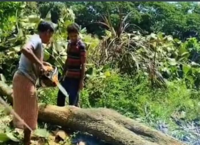 বোয়ালখালীতে বিদ্যালয়ের বিরোধীয় জায়গার গাছ নিয়ে গেছে দুর্বৃত্তরা